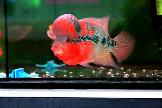 羅漢魚(yú)