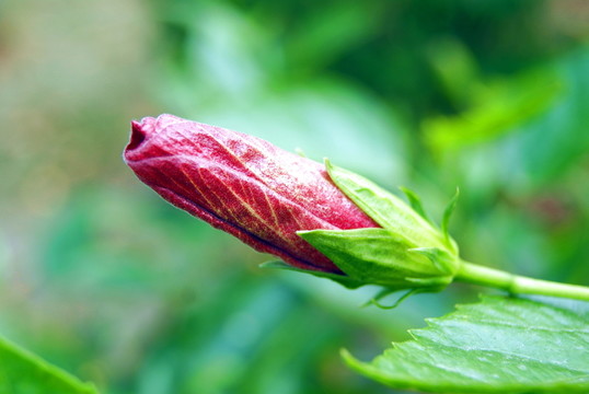 杜鵑花蕾