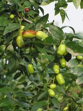 棗樹(shù)棗子