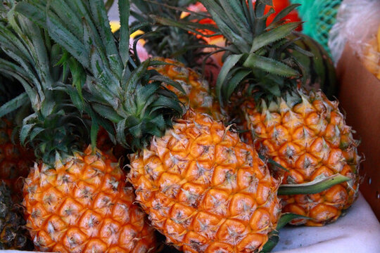 菠蘿