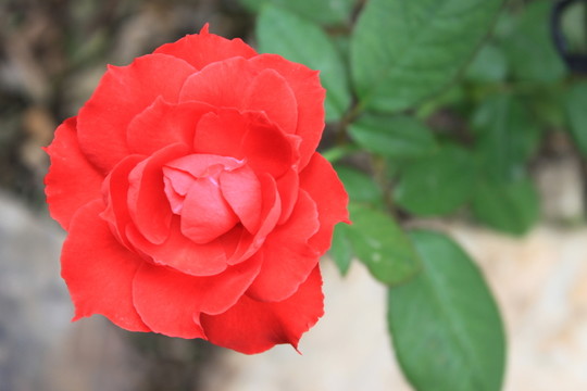 紅玫瑰