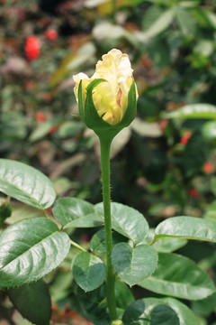 黃玫瑰花苞