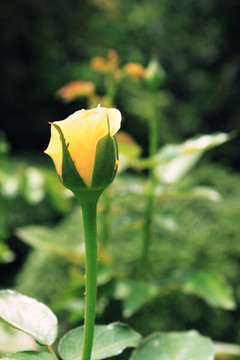 黃玫瑰花苞