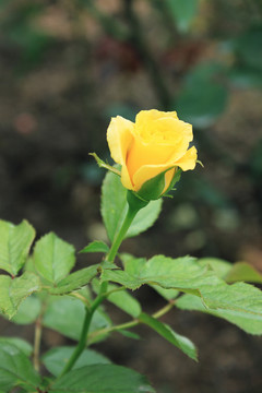 黃玫瑰