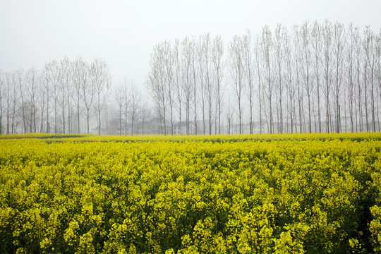 漢中油菜花