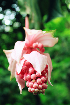 寶蓮花
