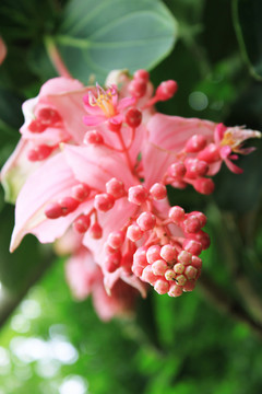寶蓮花