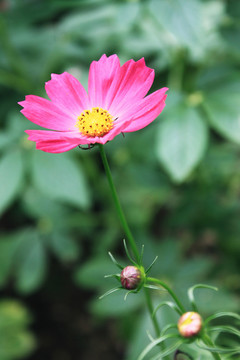 波斯菊