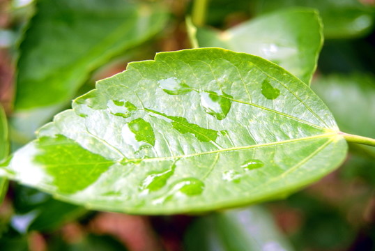 綠葉上的水珠