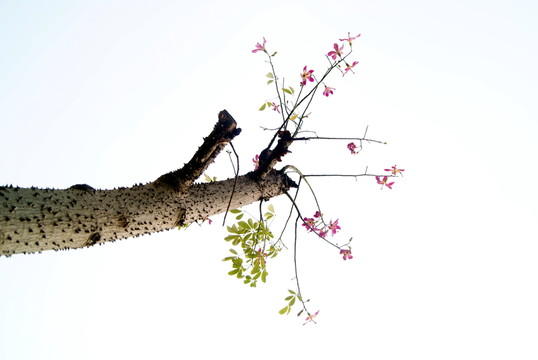 花樹