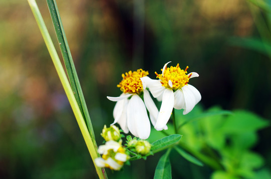 路邊的花