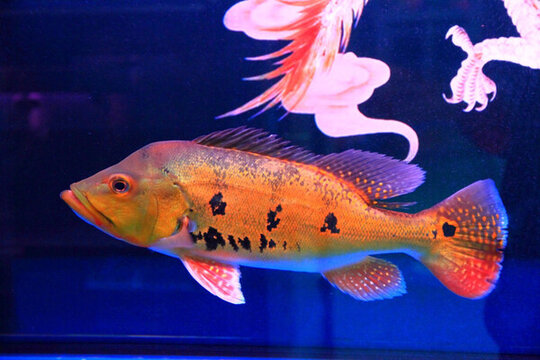 巴西亞魚