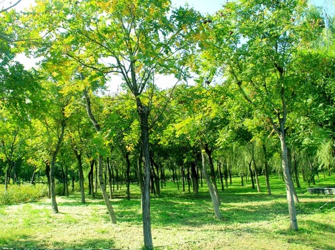 森林公園 綠地