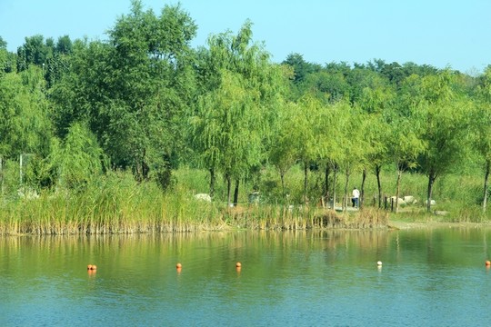 森林公園 水邊小景