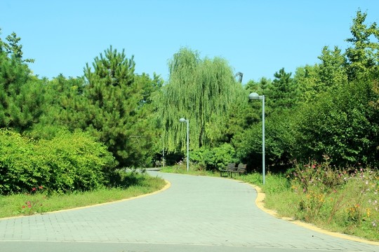 森林公園  林蔭路