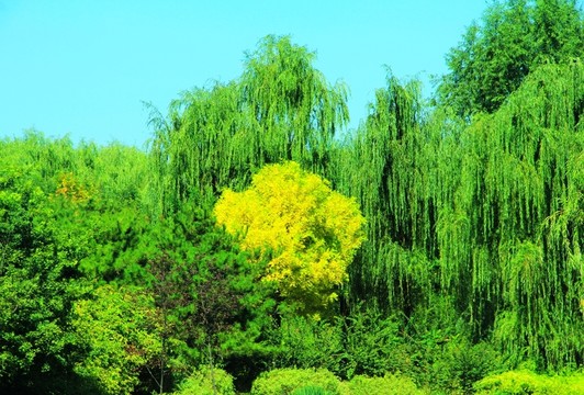 森林公園  秋景