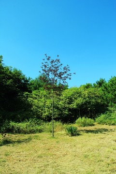 森林公園  秋景