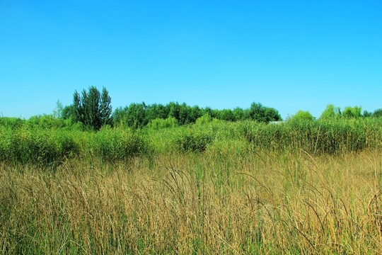 森林公園   濕地蘆葦