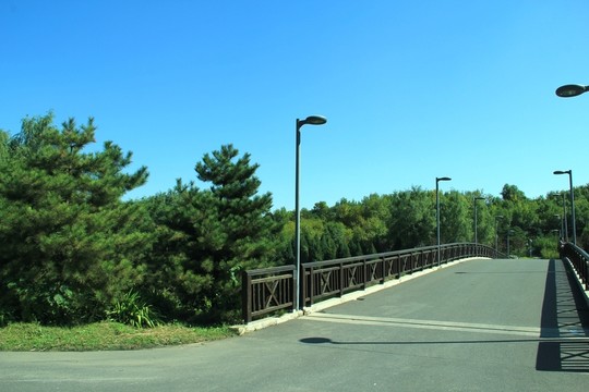 森林公園的橋