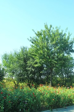 森林公園景色