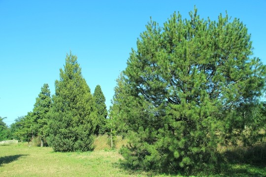 森林公園  初秋的樹(shù)