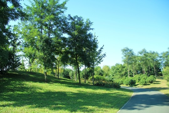森林公園 綠化