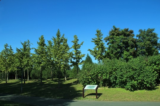 森林公園的樹   沿途風(fēng)景