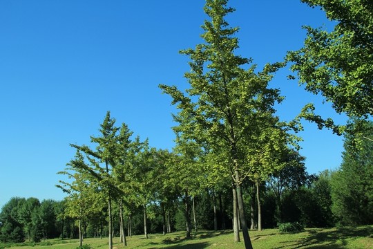森林公園的樹   沿途風(fēng)景