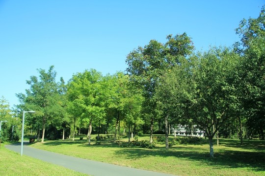 森林公園  秋景   沿途風景