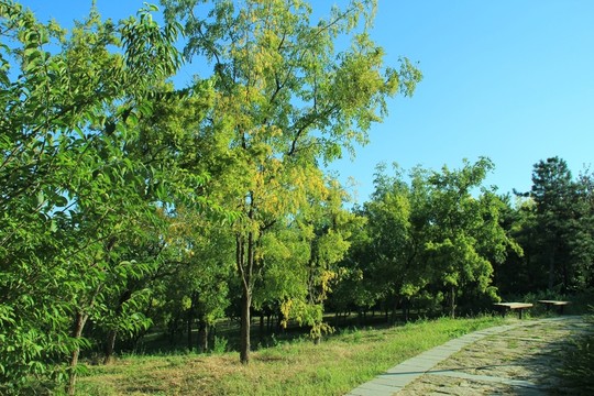 森林公園  小路