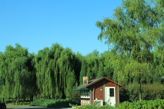森林公園  小木屋