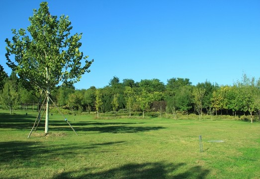 森林公園 綠化