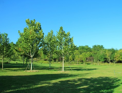 森林公園的樹(shù)