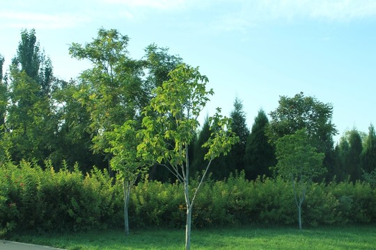 森林公園   綠化