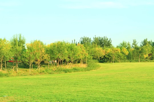 森林公園  初秋的草地   沿途風(fēng)景