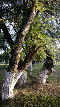 樹林