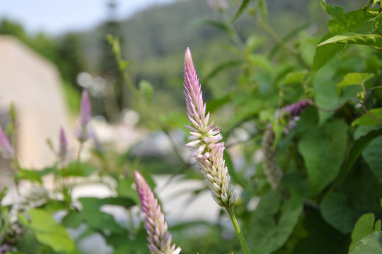藿香正氣草
