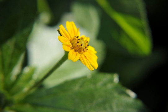 雪里花