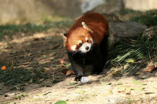 小熊貓