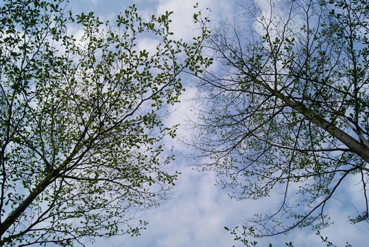 樹枝和天空