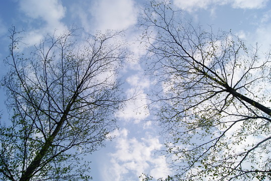 樹枝和天空