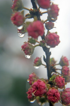 梅花