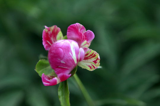 芍藥