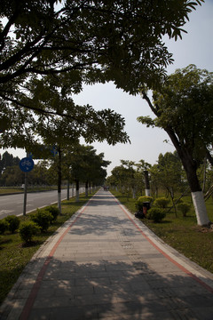 林蔭道