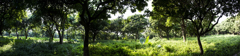 綠色森林全景圖
