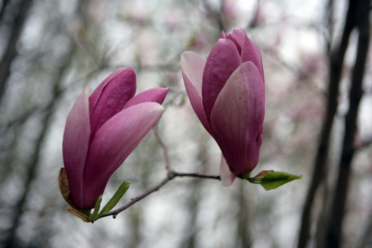 玉蘭花