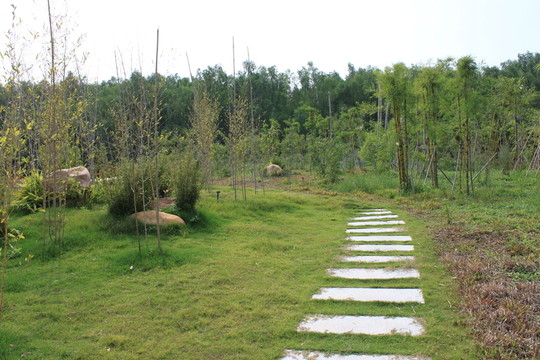 林中小路