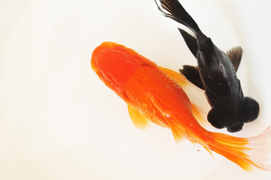 動物 雙色金魚