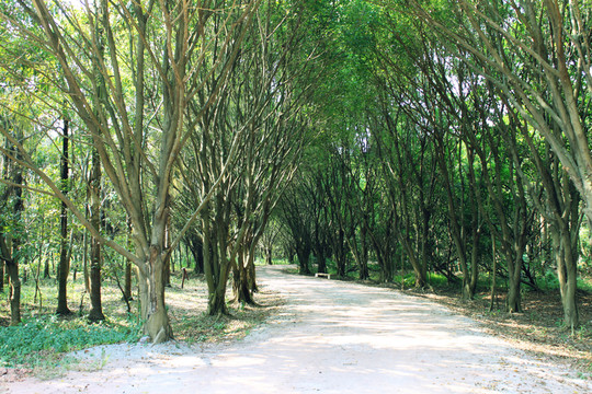 林中小路