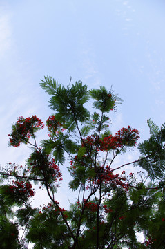天空下的樹枝與紅花
